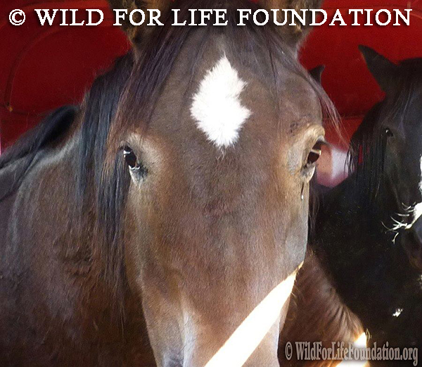 Mustangs saved by Wild For Life Foundation